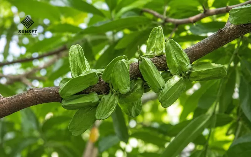 Trái mỏ quạ là loại quả rừng có hình dáng lạ, thường được dùng để ngâm rượu hoặc bán dạng khô